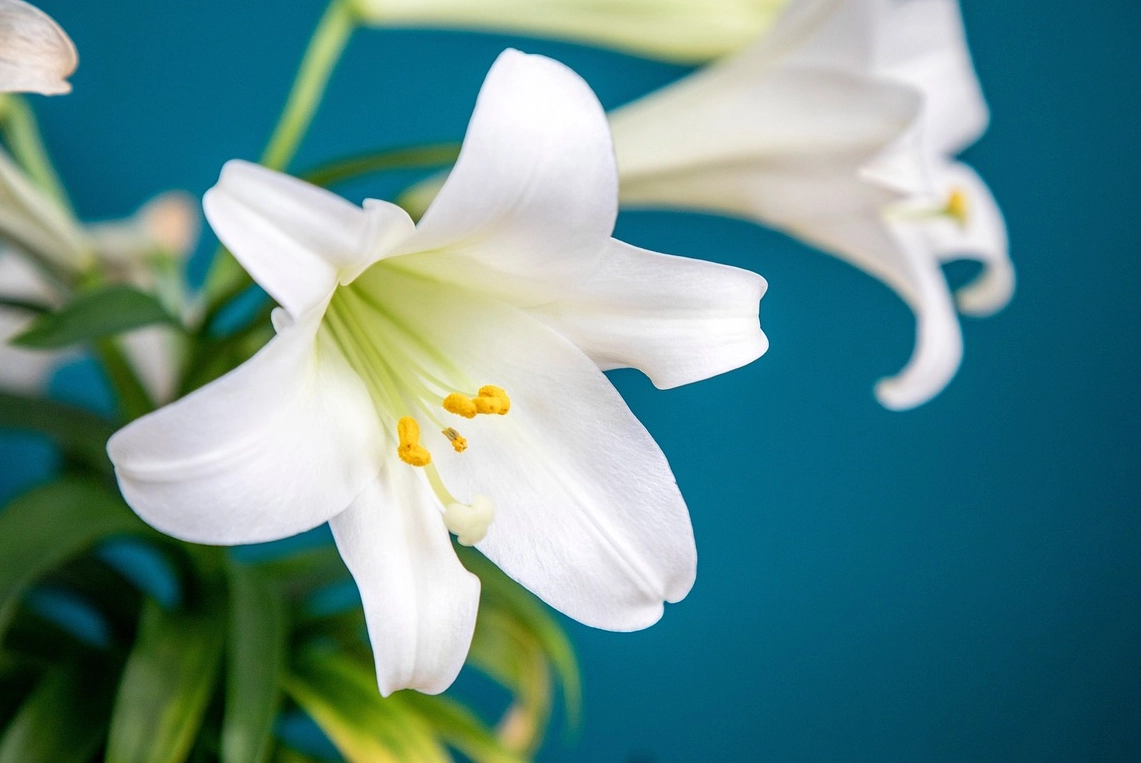 百合花 毒性 百合花 毒性