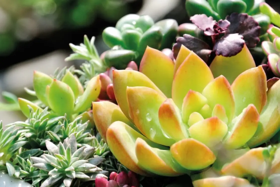 容易養死的室內植物 容易養死的室內植物