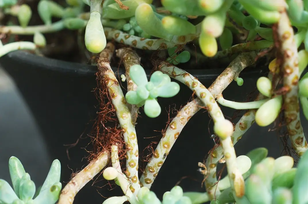 多肉長氣根原因與處理全攻略｜判斷健康與解決方案