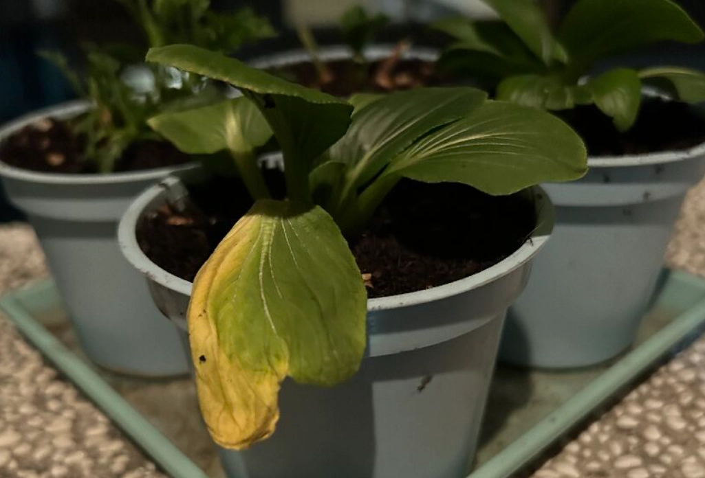 蔬菜保存方法 蔬菜保存方法