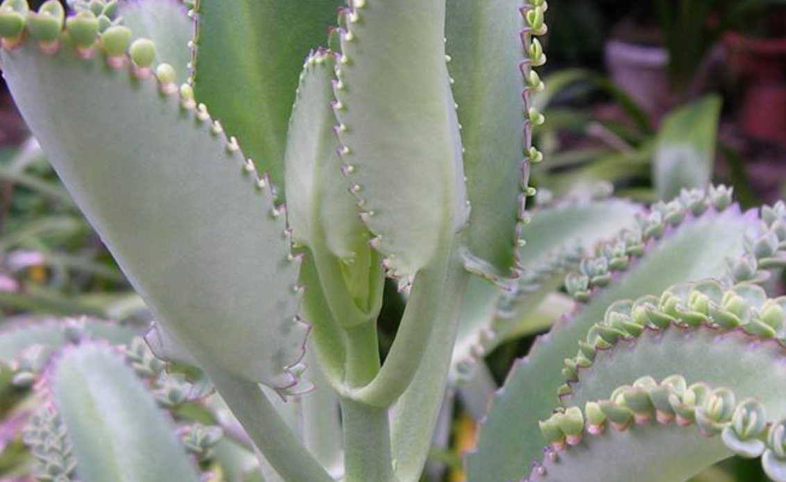 落地生根用法 落地生根用法