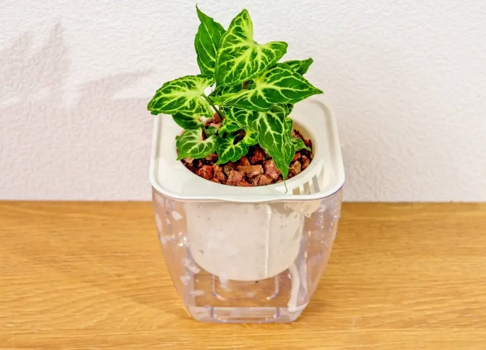 自動澆水花盆問題