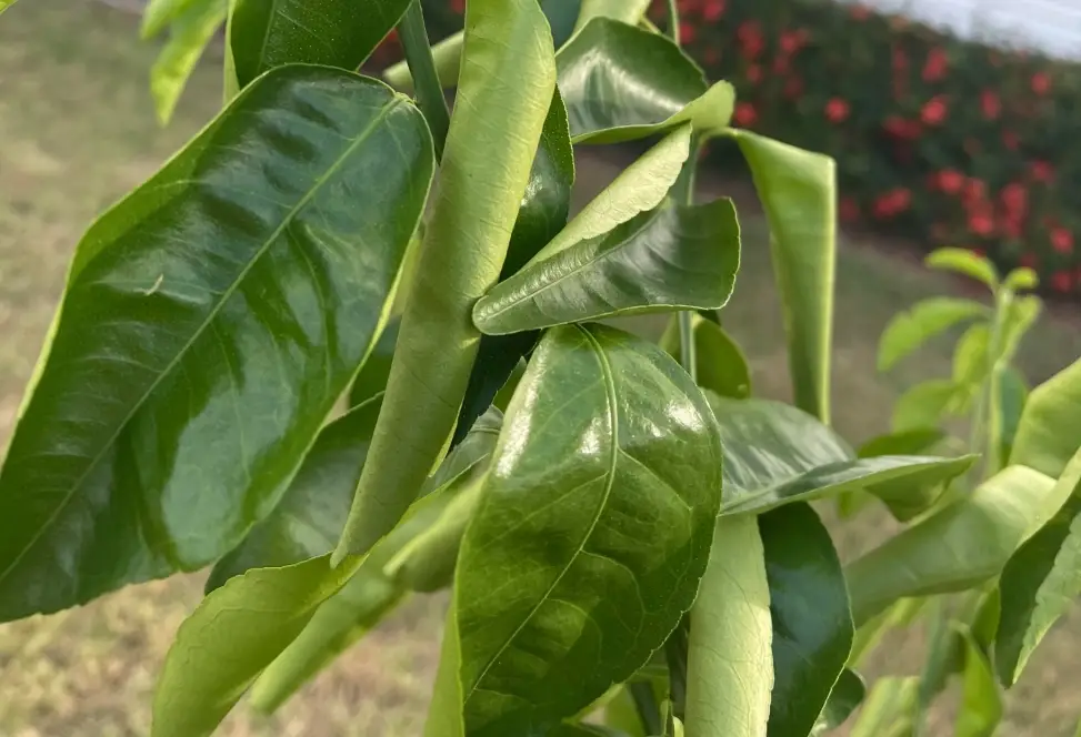 葉子捲曲原因 葉子捲曲原因