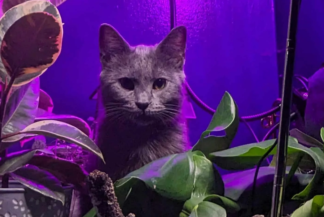 對貓無毒植物 對貓無毒植物