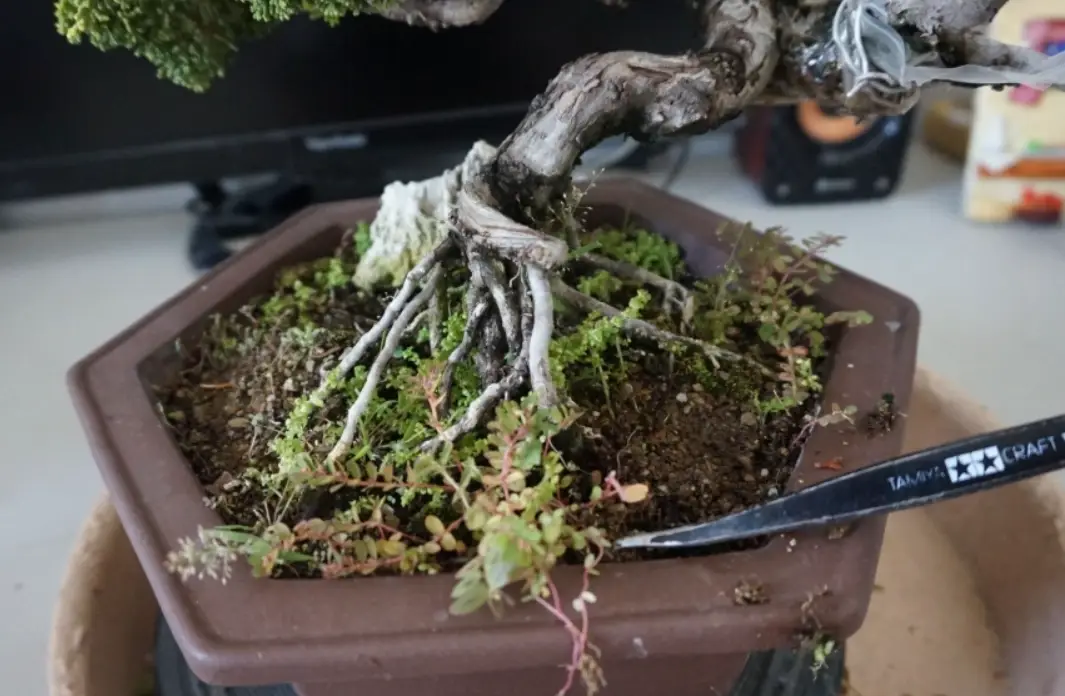 盆景換盆季節 盆景換盆季節