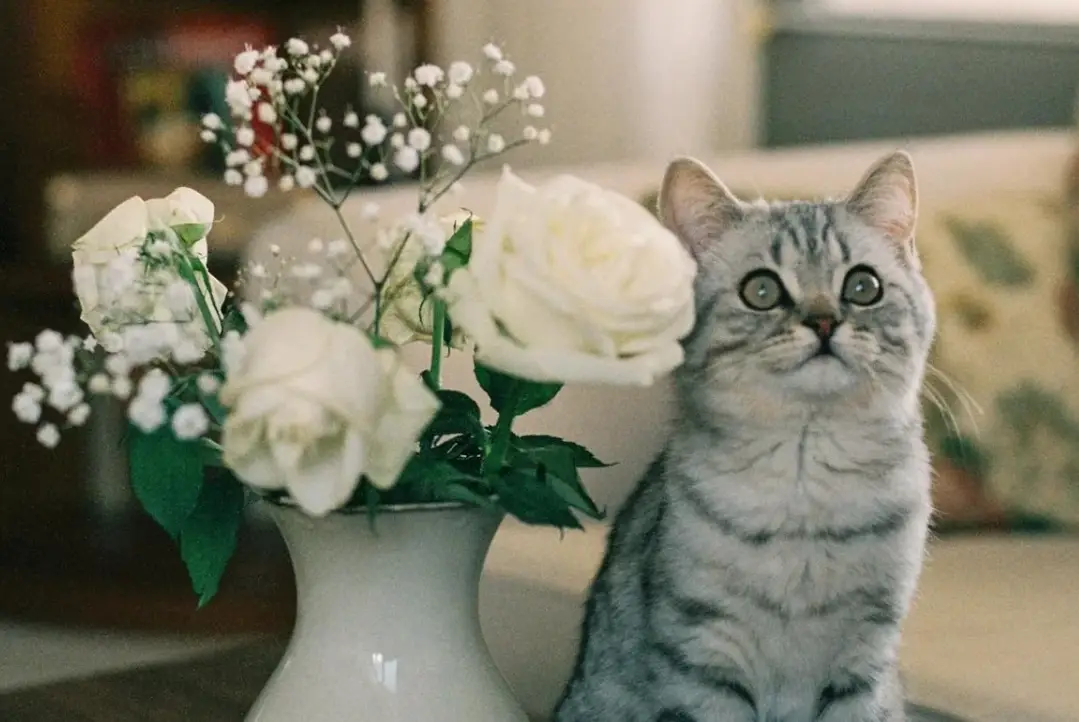 貓花無毒完全指南：安全植物推薦與有毒花卉避坑清單