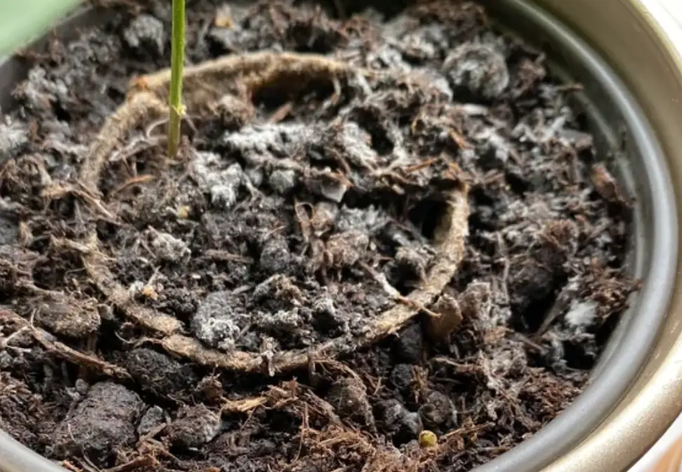 肥料保存技巧 肥料保存技巧