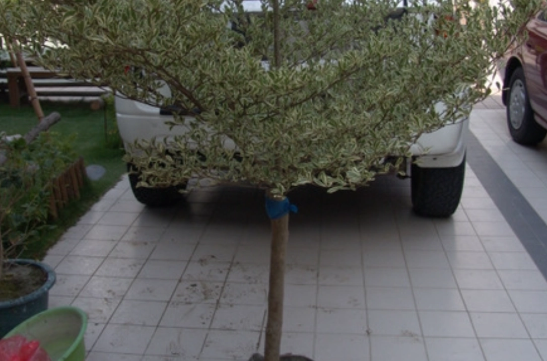 小葉欖仁盆栽照顧全攻略：十年專家教你避開常見錯誤