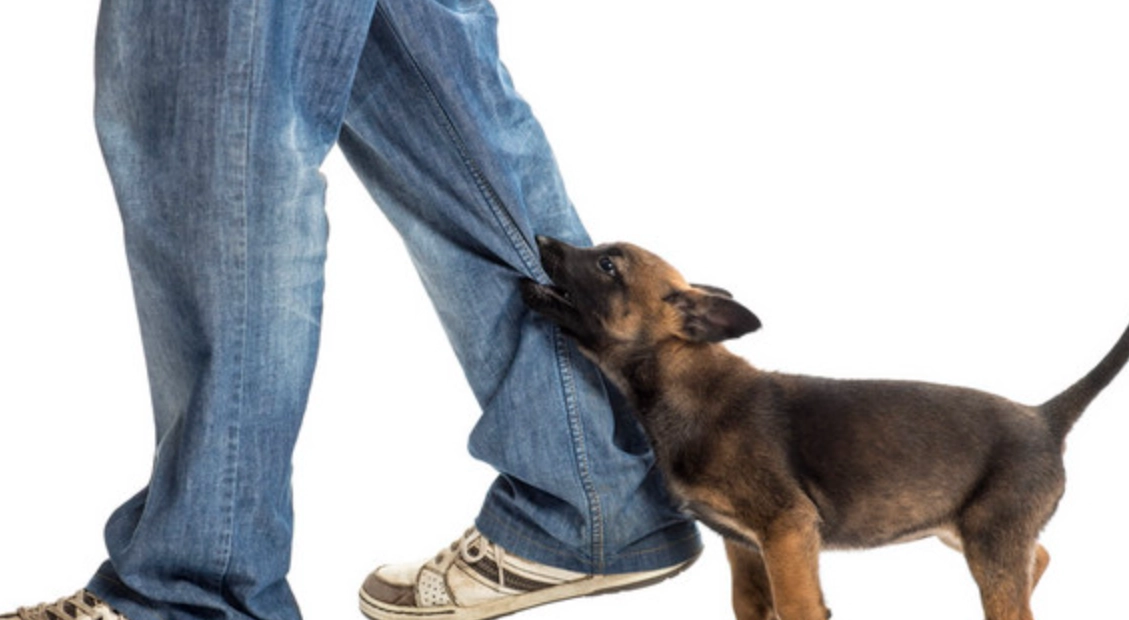 解夢被狗咬腿：從心理學到養狗經驗的深度分析