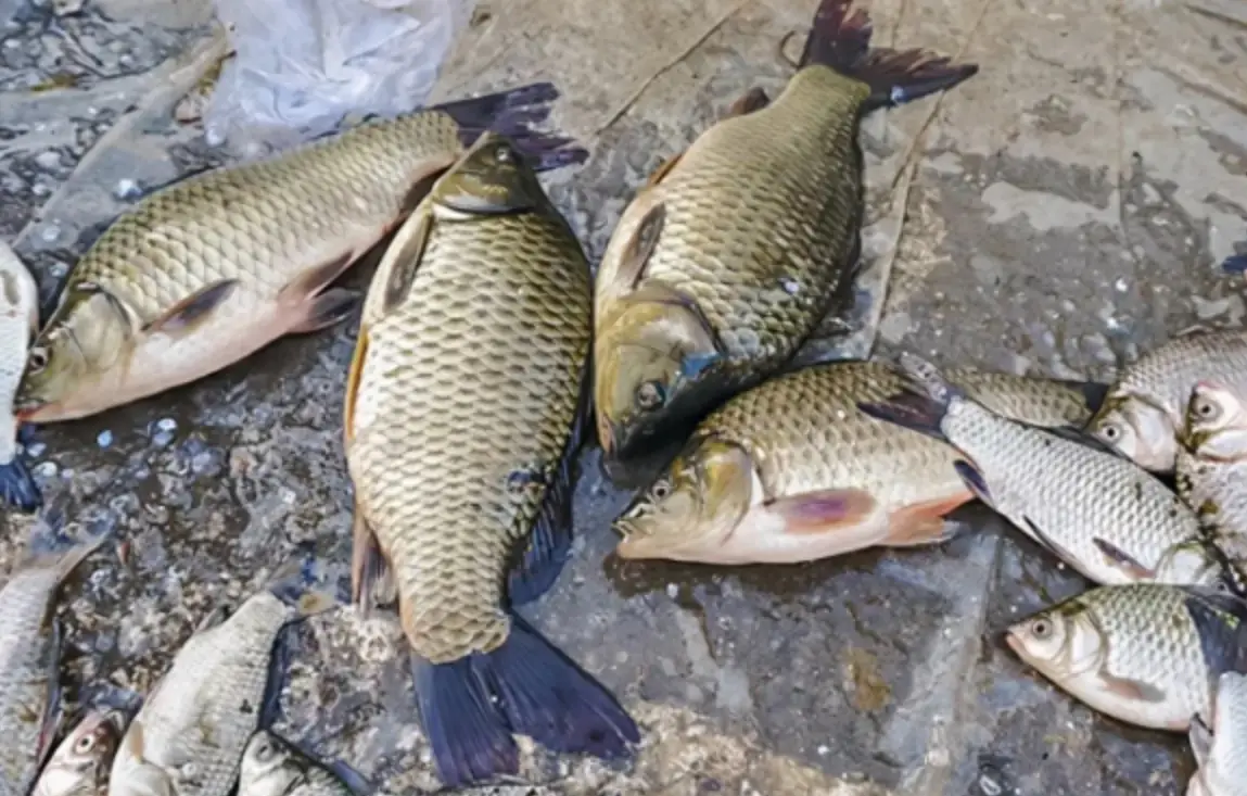 夢到補很多魚 解析