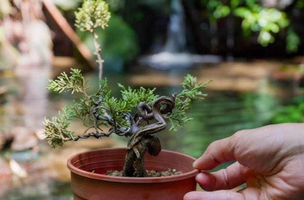 盆景換盆季節 盆景換盆季節