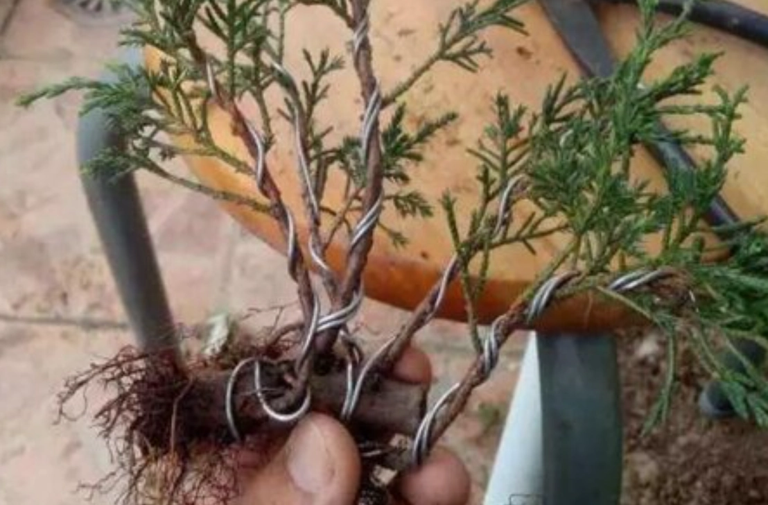 搶救真柏爛根全攻略：診斷、治療、預防一次搞懂