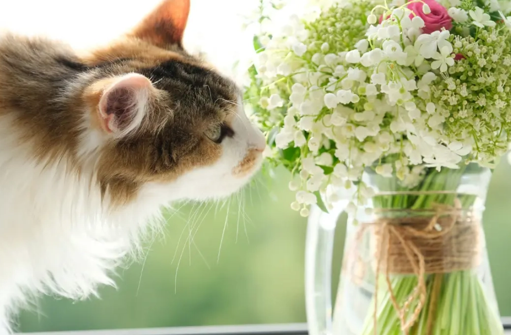 貓咪安全植物 貓咪安全植物