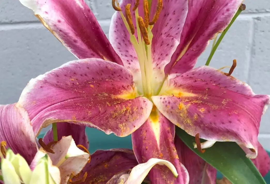 百合花 對狗 有毒