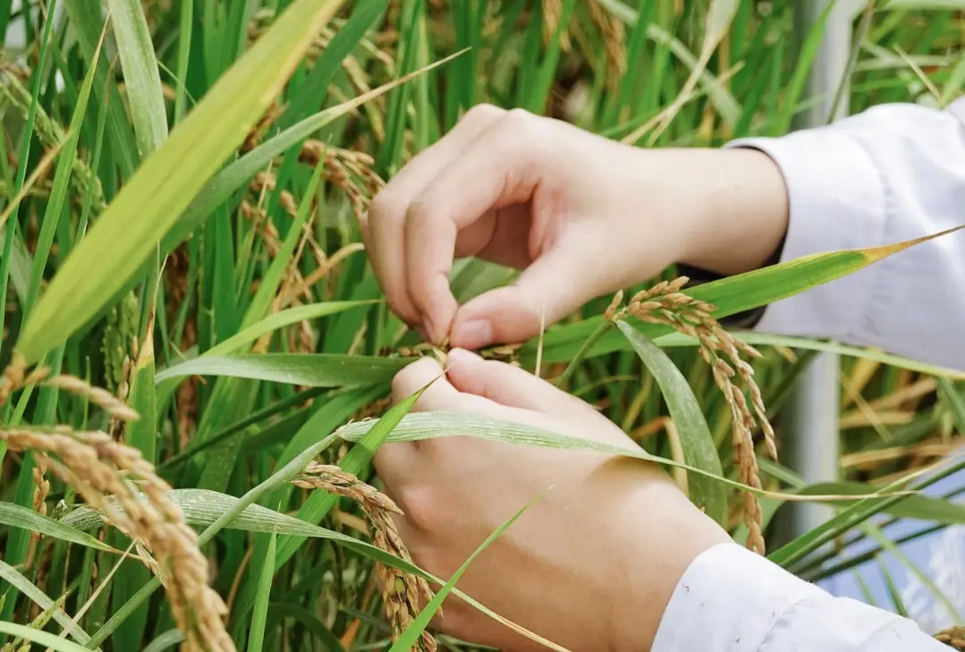 水稻管理 水稻管理