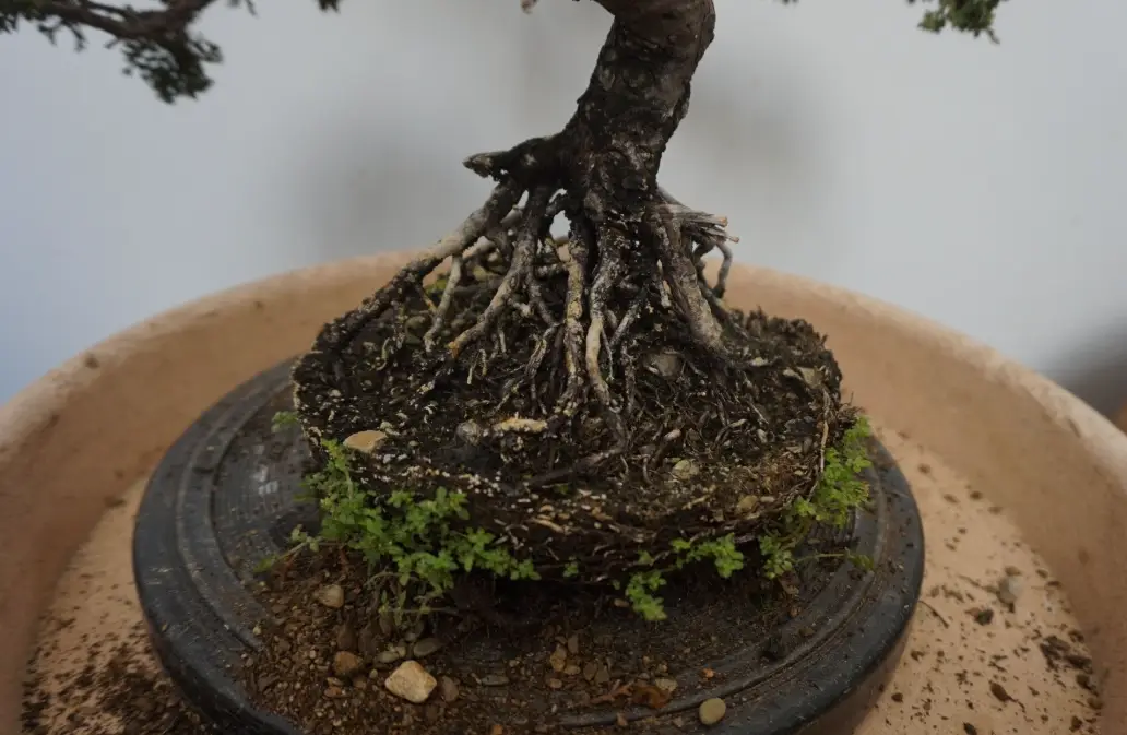 真柏換盆步驟 真柏換盆步驟