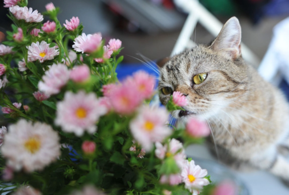 對貓無毒的花 對貓無毒的花