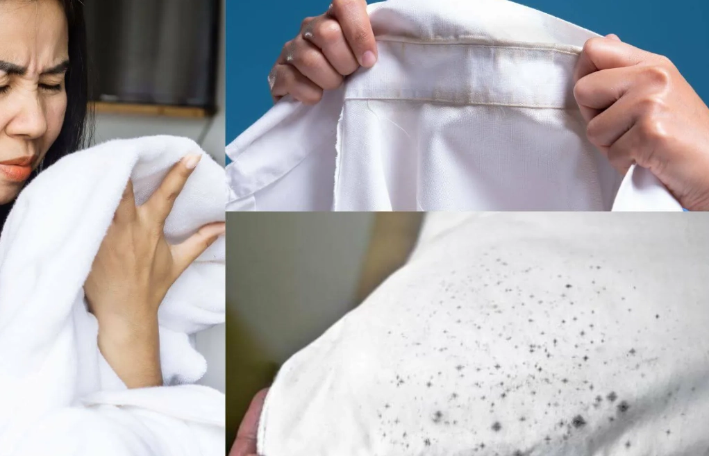 衣服除霉方法全攻略：急救步驟、材質對策與終極預防