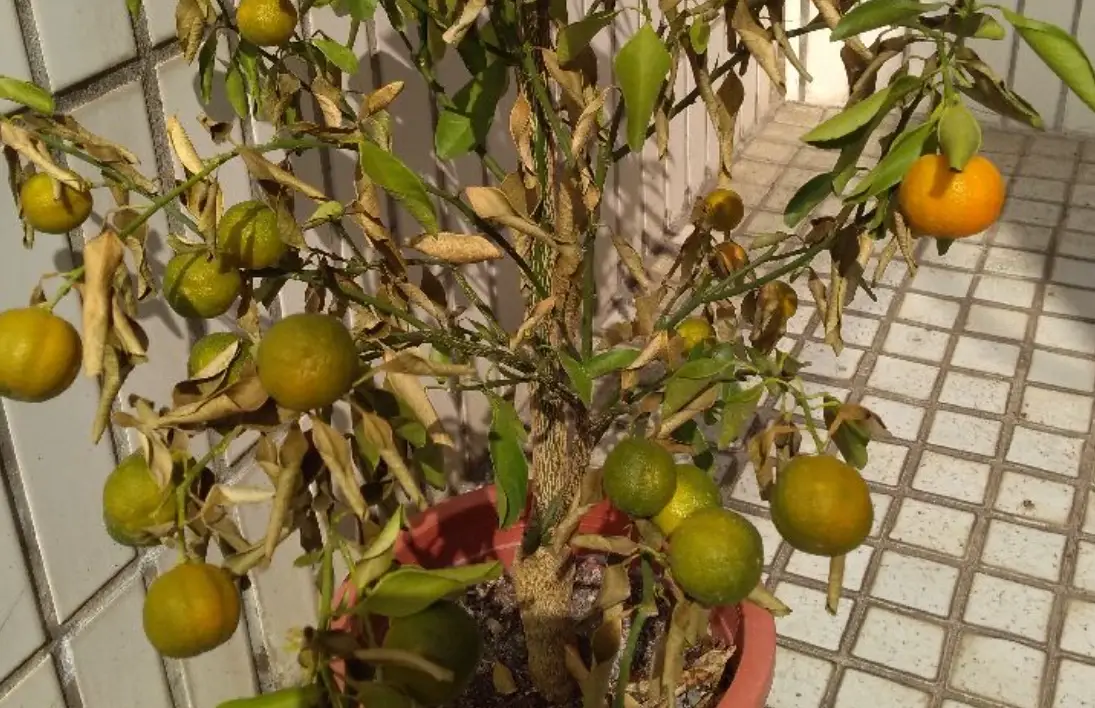 金桔樹枯萎怎麼辦？從原因診斷到拯救步驟的完整指南