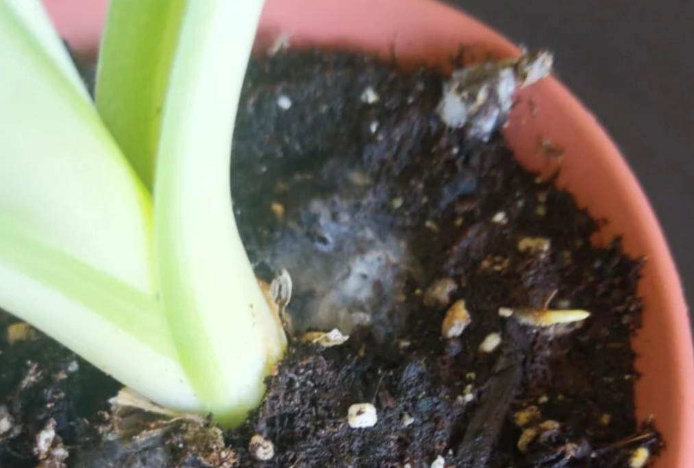 肥料保存技巧 肥料保存技巧