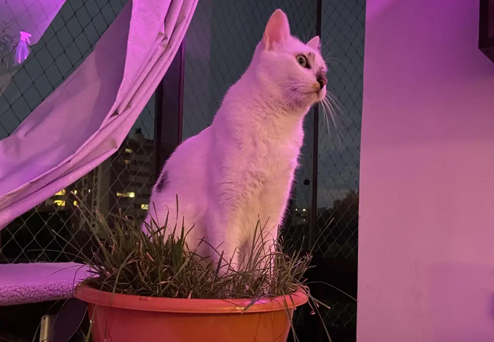 貓咪安全綠植 貓咪安全綠植