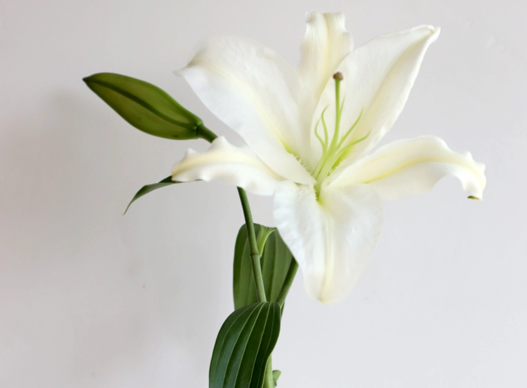 百合花 對狗 有毒