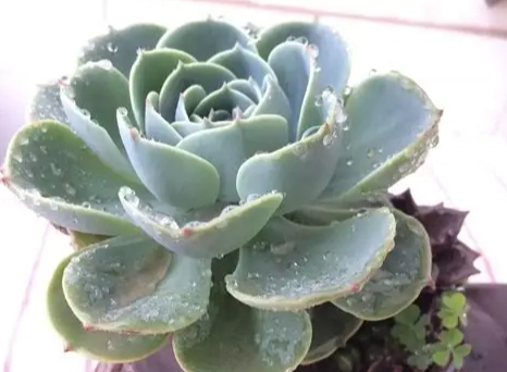 多肉果凍化終極指南：識別原因、預防與救治全攻略