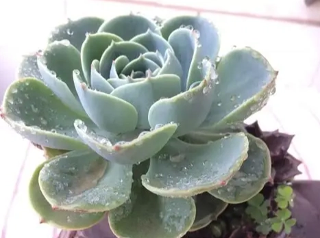 多肉植物葉片透明 多肉植物葉片透明