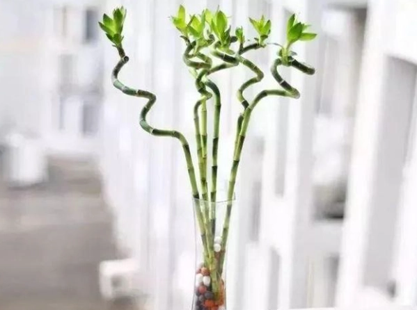 室內水耕植物 室內水耕植物