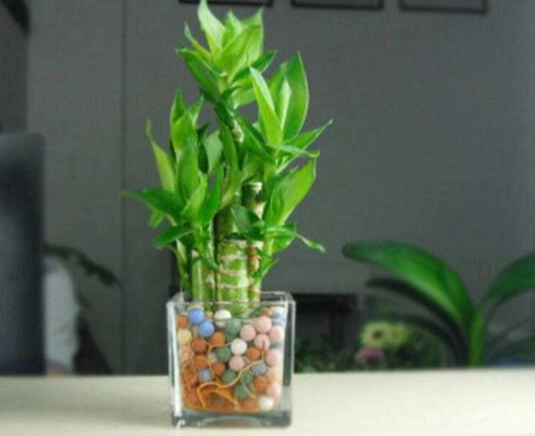 室內水耕植物 室內水耕植物