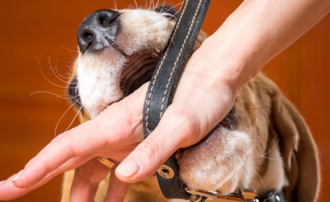 狗咬手夢境解析