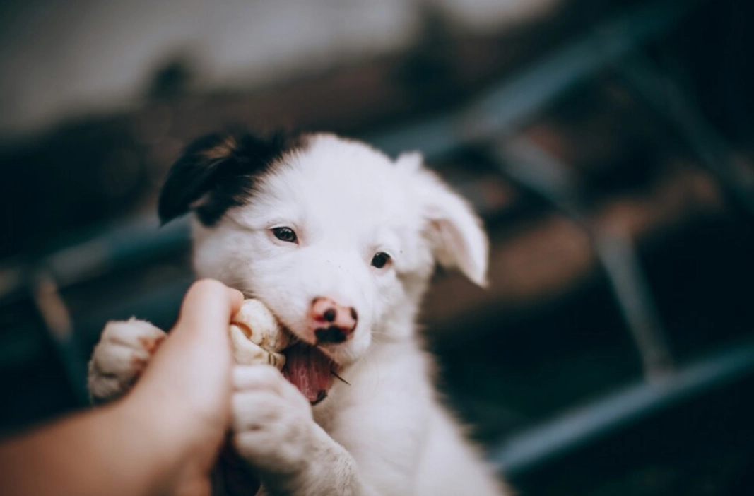 夢見狗咬手心理分析 夢見狗咬手心理分析