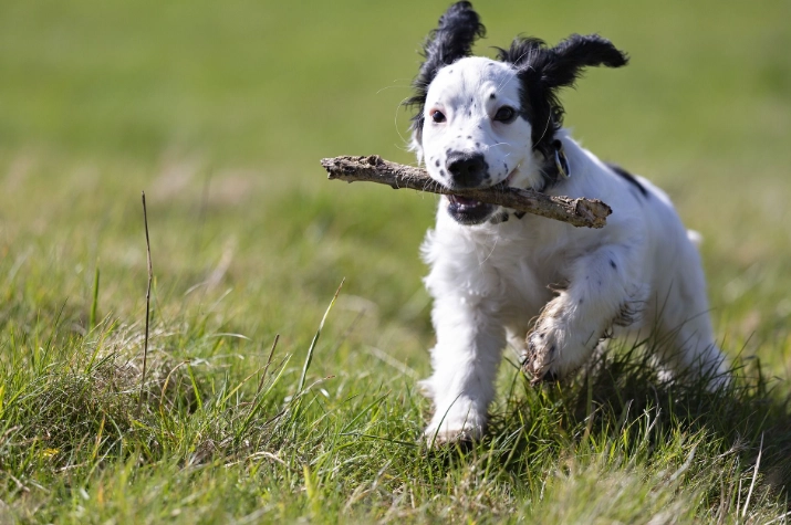 對狗有毒的食物清單：毛孩家長必知的危險食材與預防指南