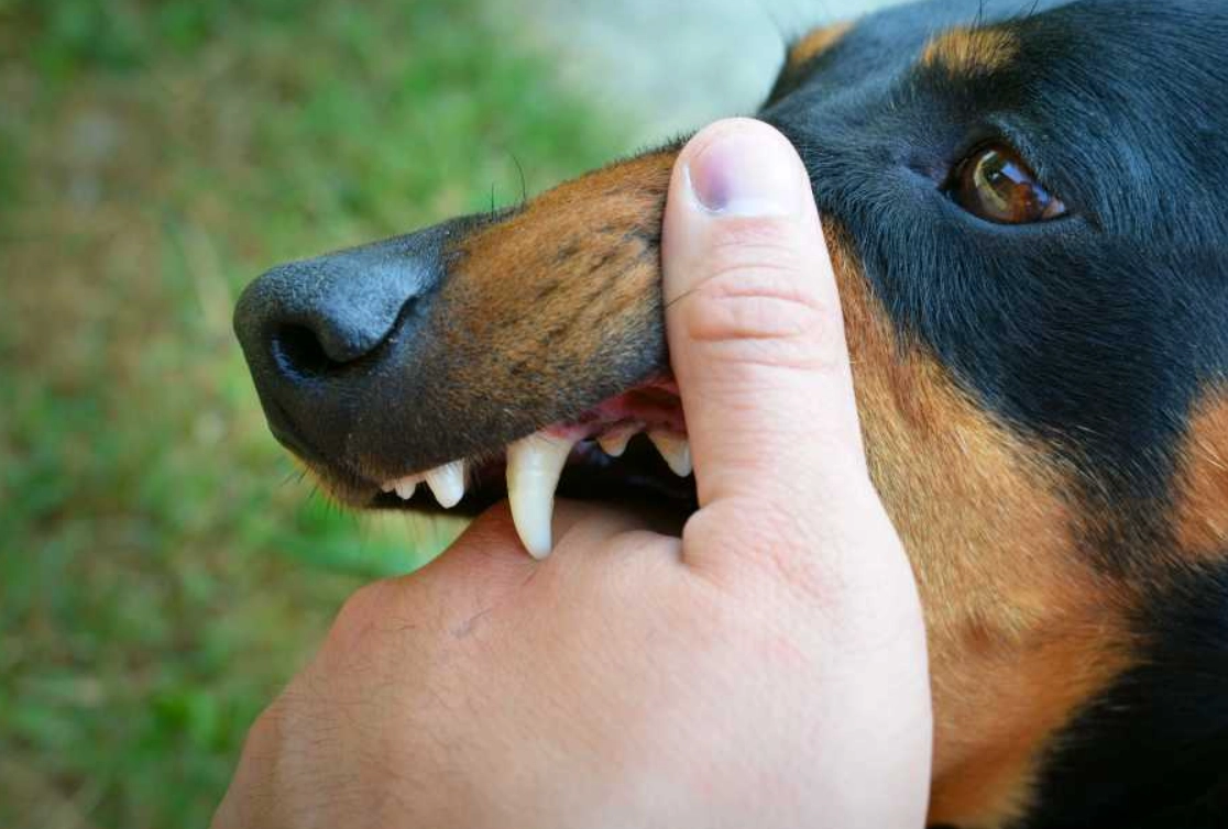 夢見被狗咬手：深度解析夢境意義與實用應對策略