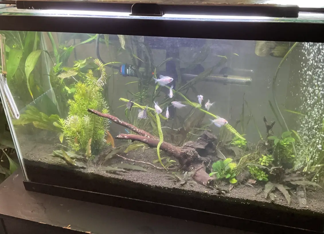 魚缸生態平衡 魚缸生態平衡