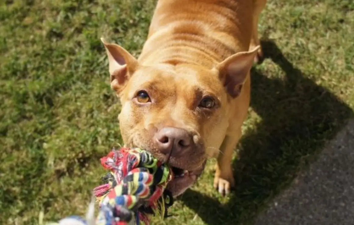 夢境心理學 夢境心理學