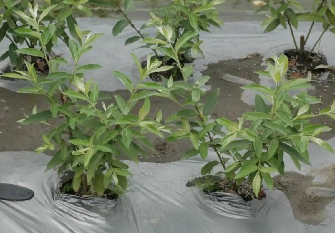 銀柳怎麼種植？台灣氣候下的完整步驟與養護秘訣