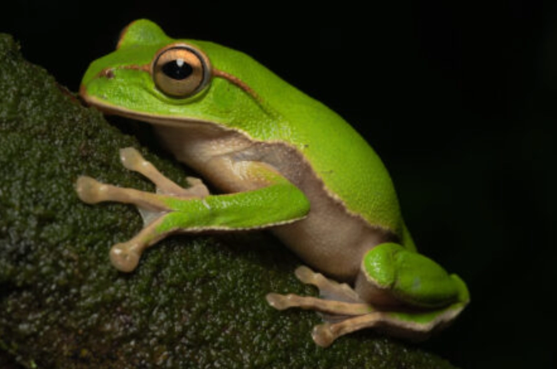 青蛙夢境意義 青蛙夢境意義