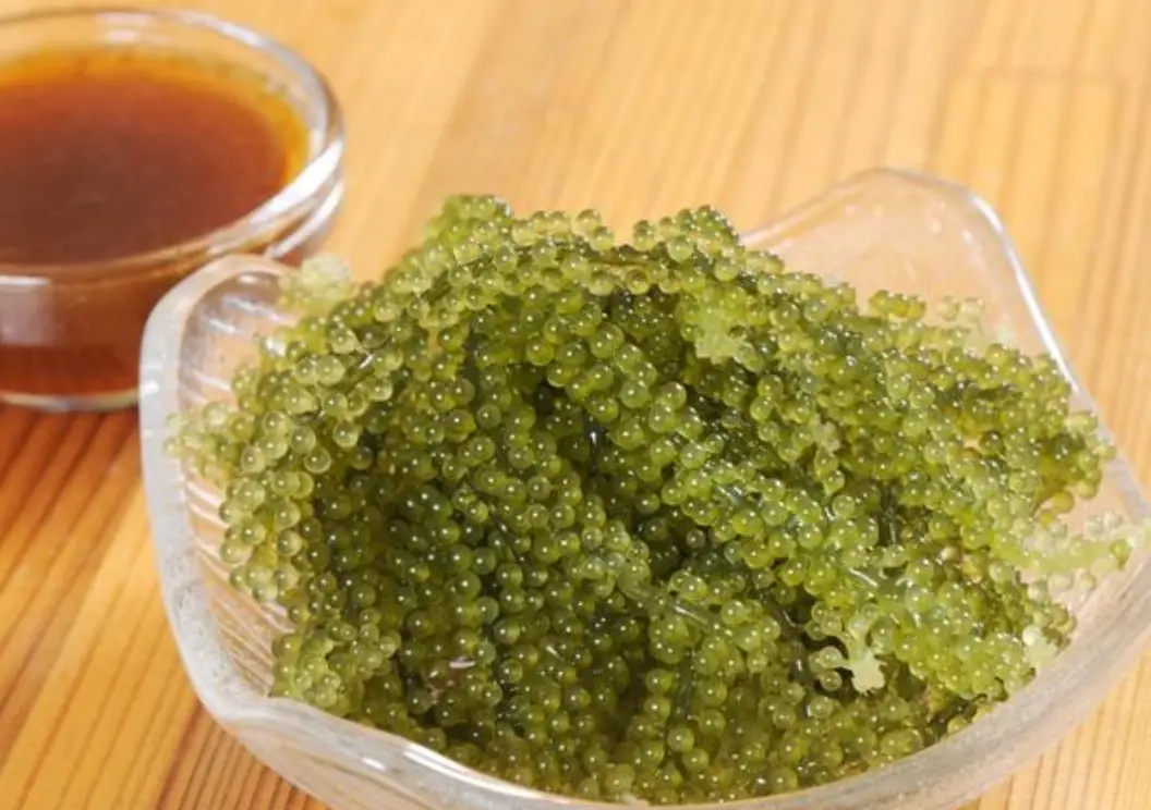 海葡萄料理 海葡萄料理