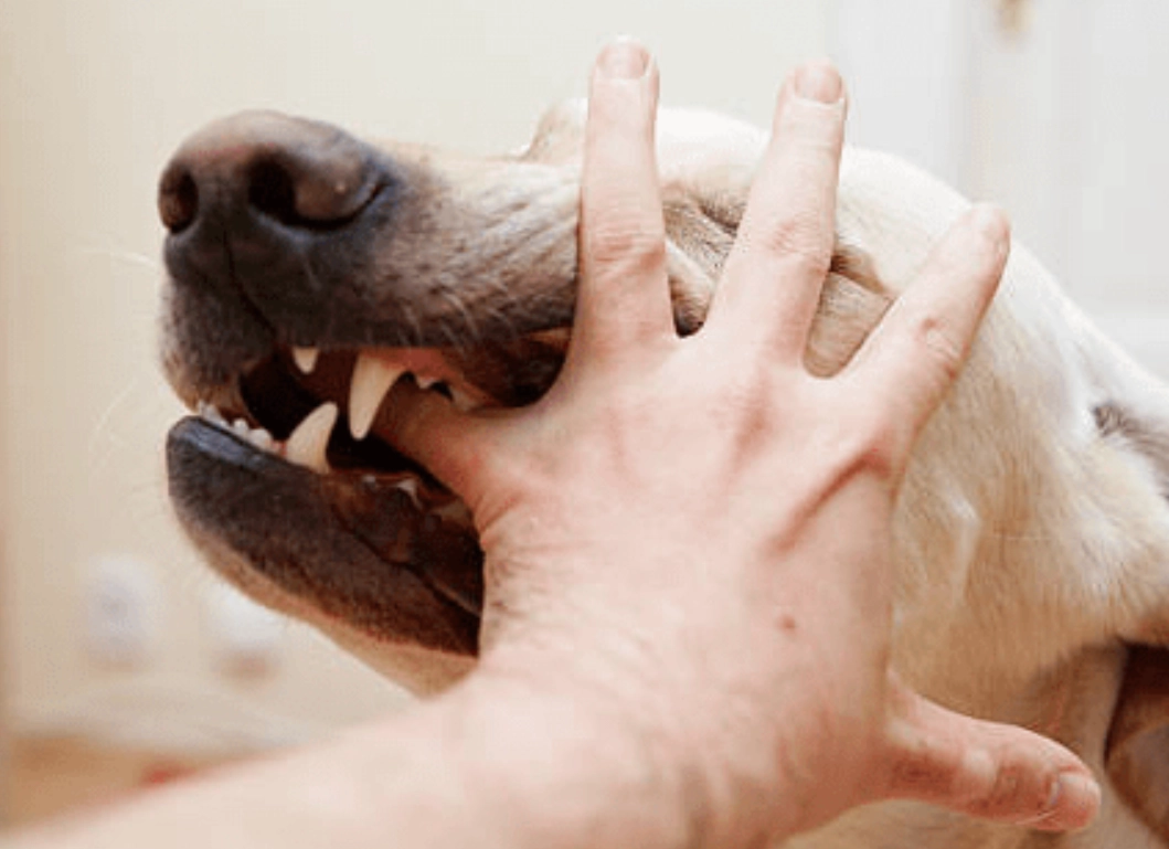 狗咬左手夢境意義 狗咬左手夢境意義
