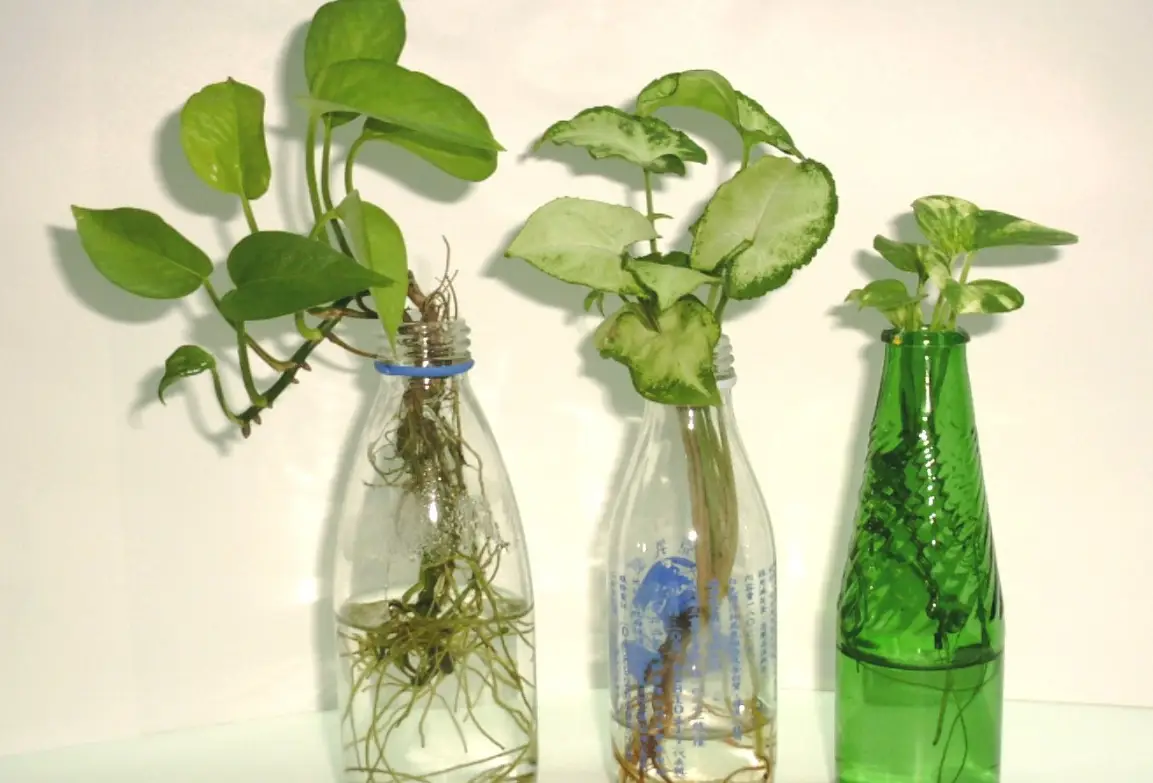 水耕植物營養液DIY全攻略：自製配方、比例計算與常見錯誤