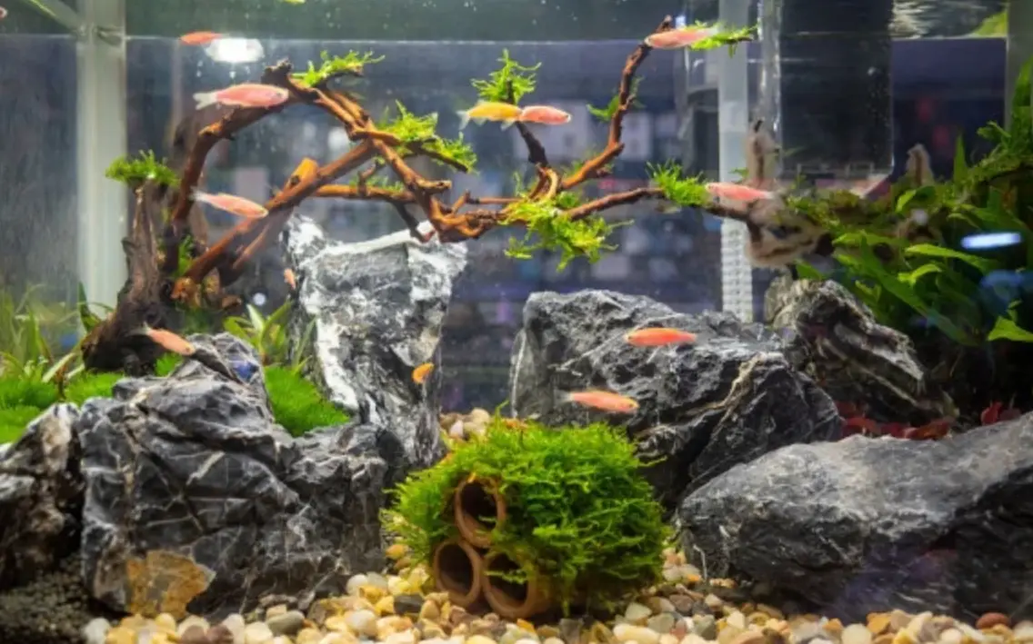 養魚新手常見錯誤 養魚新手常見錯誤