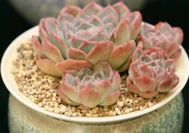 多肉澆水過多 多肉澆水過多