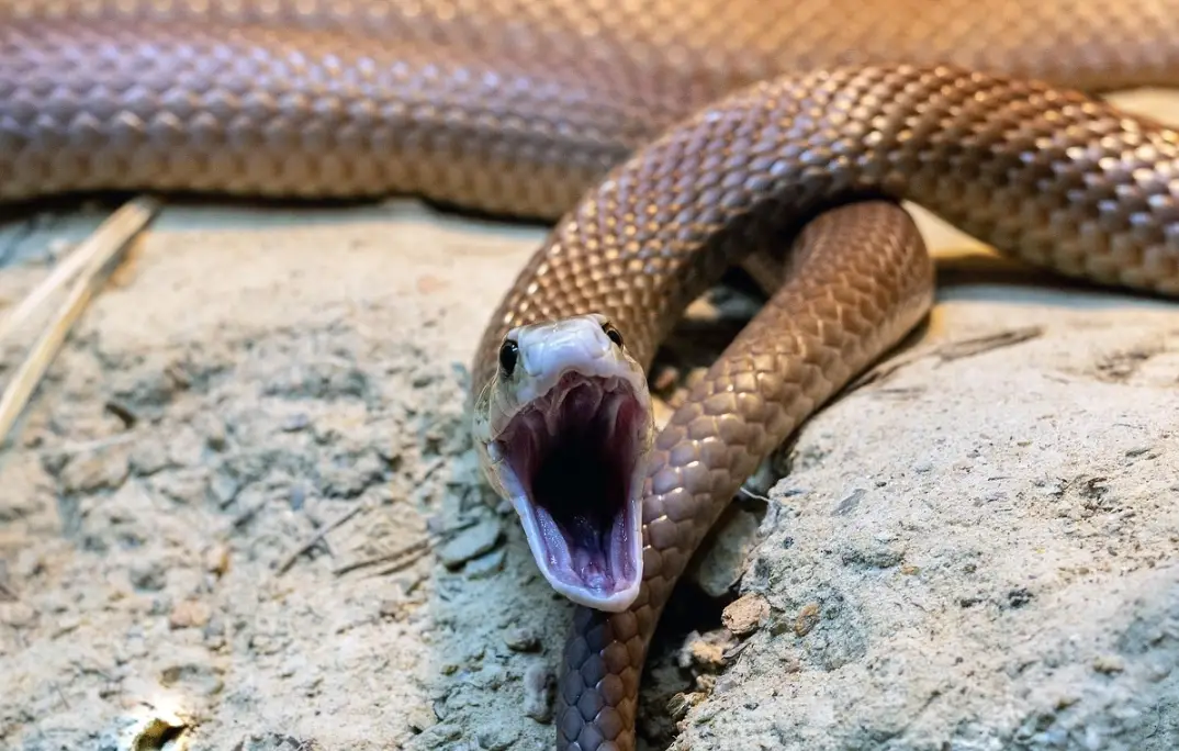 夢到被蛇咬右腳解夢全攻略：心理深層分析與實用指南