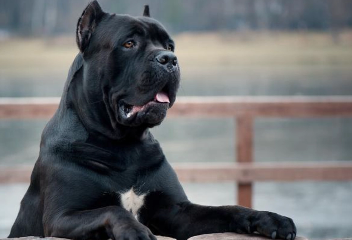 夢到被黑狗追？解夢師與心理師聯手，剖析背後的心理密碼與行動指南