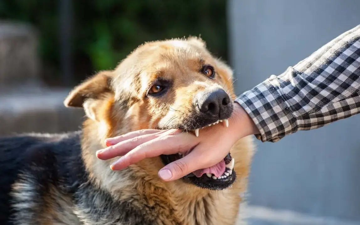 夢到狗咬我？完整解析梦境含义與心理影響