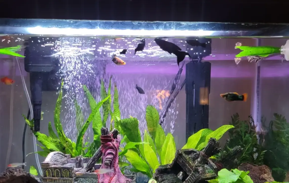 魚缸生態平衡 魚缸生態平衡