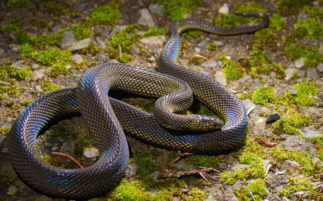 夢境解析左手被咬