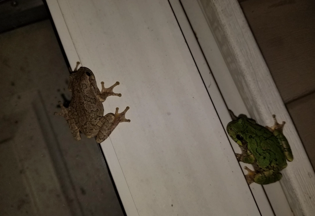 周公解夢青蛙 周公解夢青蛙