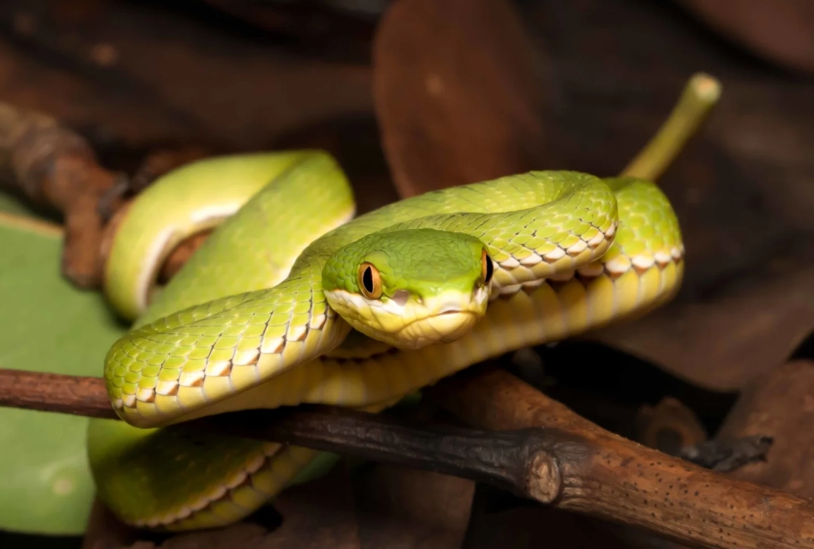 蛇咬手指夢境解析